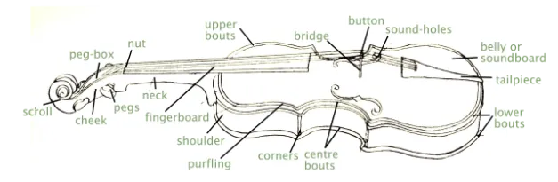 parts of a viola